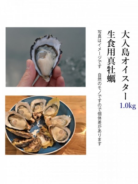 大入島オイスター 約1.0kg 20個程度入 生食用真牡蠣