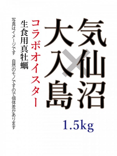 【気仙沼×大入島】 コラボオイスター 約1.5kg 15個程度入 生食用真牡蠣