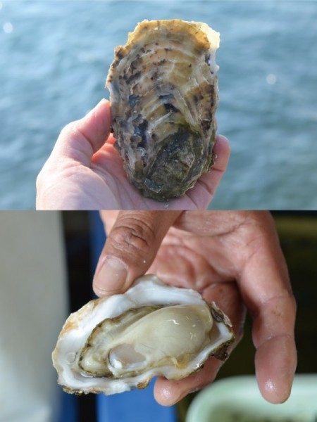 【気仙沼×大入島】 コラボオイスター 約5.0kg 50個程度入 生食用真牡蠣