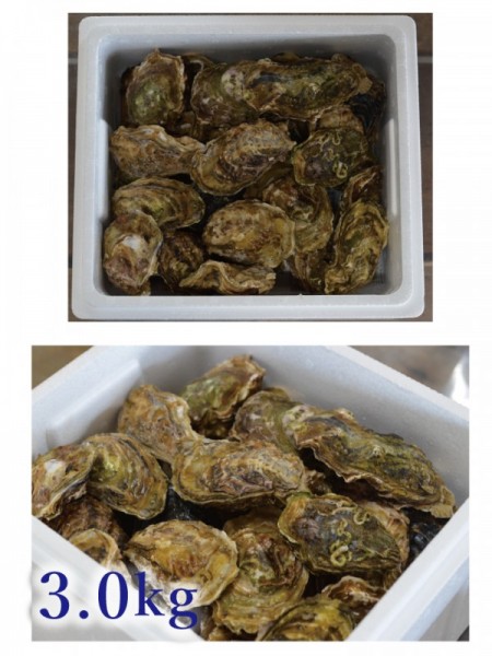 【気仙沼×大入島】 コラボオイスター 約3.0kg 30個程度入 生食用真牡蠣