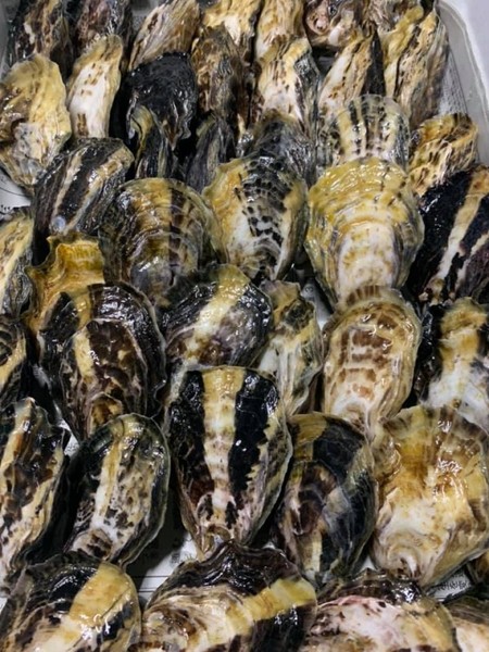 大入島オイスター"ヴァージン" 約1.5kg 30個程度入 生食用真牡蠣