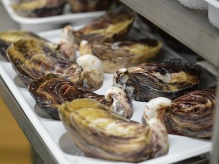 生でツルっと! プロトン凍結 大入島オイスター 生食用冷凍真牡蠣 (20個入×2パック)